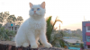 Traditional pertian cat